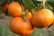 Cây cam giống - Nông Sản Kim Hằng Lục Ngạn - Công Ty Cổ Phần Công Nghệ Nông Nghiệp Hữu Cơ Kim Hằng Lục Ngạn